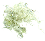 Extrait CO2 Barbe de Jupiter Aroma-Zone