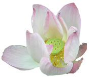 Poudre ayurvédique Lotus sacré Aroma-Zone