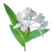 Poudre ayurvédique Kapoor Kachli Aroma-Zone