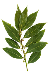 Hydrolat Laurier noble de Provence BIO Aroma-Zone