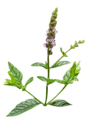 Hydrolat Menthe verte de Provence BIO Aroma-Zone