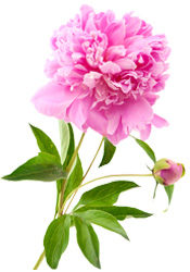 Poudre Pivoine Aroma-Zone