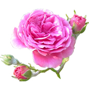 Polvo Ayurvédico Rose Damask Aroma-Zone