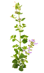 Hydrolat Sarriette de Provence BIO Aroma-Zone