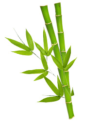 Poudre Sève de bambou Aroma-Zone