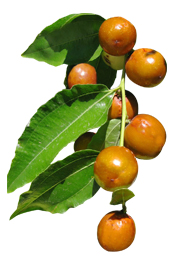 Poudre ayurvédique Sidr BIO Aroma-Zone