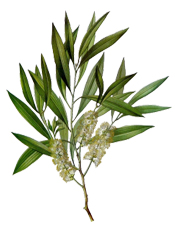 Huile essentielle Tea Tree citronné Aroma-Zone