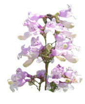 Hydrolat Sauge sclarée BIO Aroma-Zone