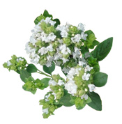 Huile essentielle Origan vert de Provence BIO Aroma-Zone