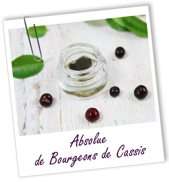 Absolue Cassis bourgeons Aroma-Zone