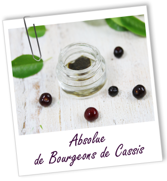 Absolue Cassis bourgeons Aroma-Zone Absolue Cassis bourgeons Aroma-Zone