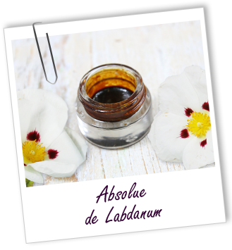 Absolue Labdanum Aroma-Zone Absolue Labdanum Aroma-Zone