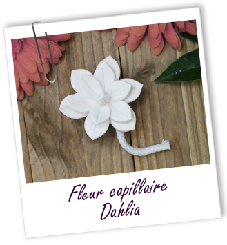 Fleur capillaire Dahlia Aroma-Zone Fleur capillaire Dahlia Aroma-Zone