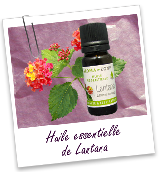 Huile essentielle Lantana BIO Aroma-Zone Huile essentielle Lantana BIO Aroma-Zone