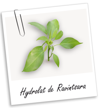 Hydrolat Ravintsara Aroma-Zone Hydrolat Ravintsara Aroma-Zone
